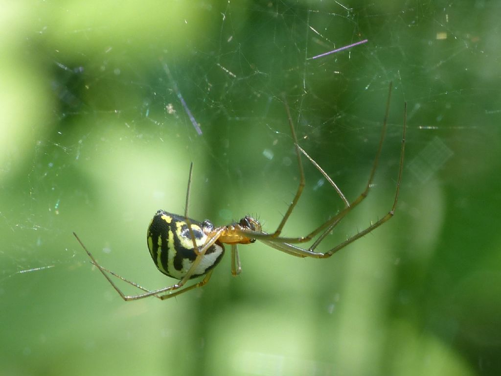 Linyphiidae: Neriene radiata